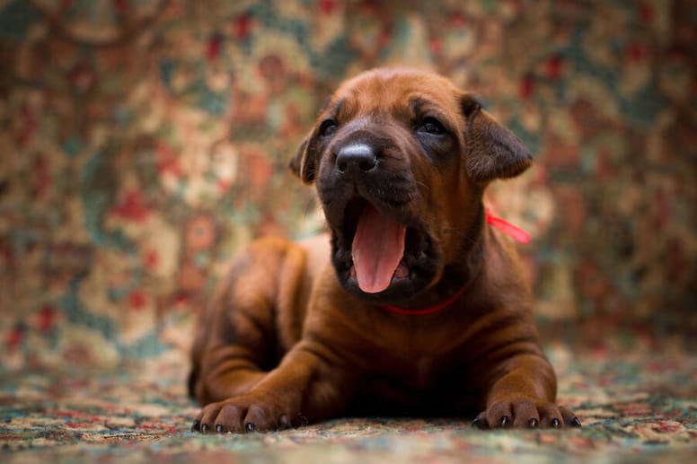 Perché il cane sbadiglia?